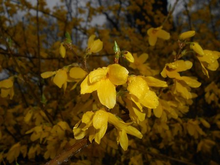 04azForsythia intermedia 2016-04-08 6955.JPG