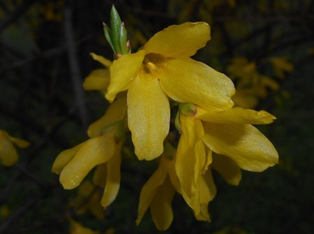 05azForsythia intermedia 2016-04-08 6963.JPG