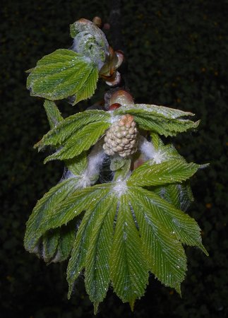 08azAesculus hippocastanum 2016-04-08 7079.JPG