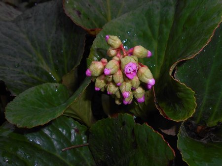 15azBergenia 2016-04-08 6944.JPG