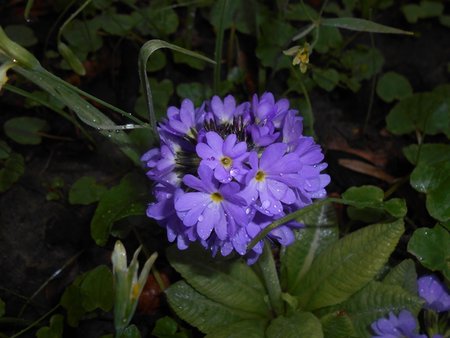 26azPrimula denticulata 2016-04-08 6986.JPG