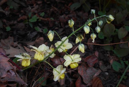 06azEpimedium 2016-04-11 7220.JPG