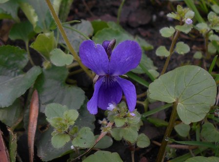 07azViola odorata 2016-04-11 7236.JPG