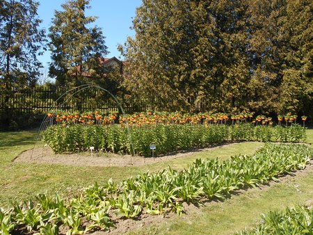 azFritillaria imperialis 2016-04-17 7385.JPG