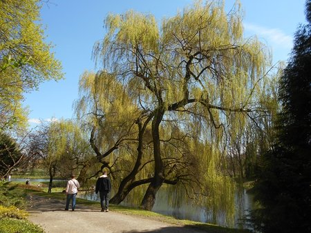 azOgrod Botaniczny UMCS 2016-04-17 7485.JPG