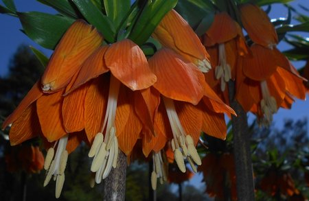 azFritillaria imperialis 2016-04-17 7388.JPG