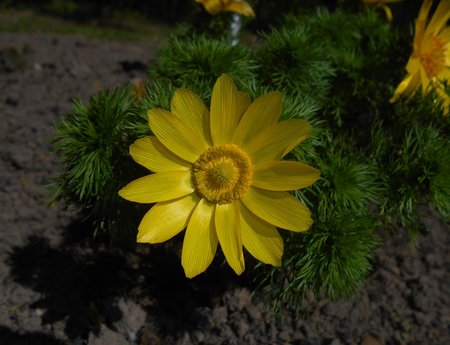 azAdonis vernalis 2016-04-17 7423.JPG