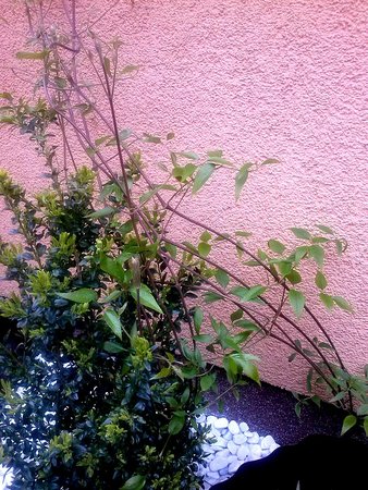 Powojnik - Clematis Jackmanii.jpg