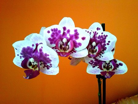 Orchidea 4.jpg