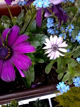 Osteospermum - Stokrotka afrykańska 2.jpg