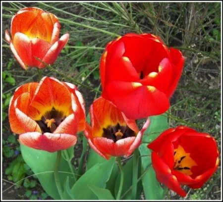 Tulipany.jpg