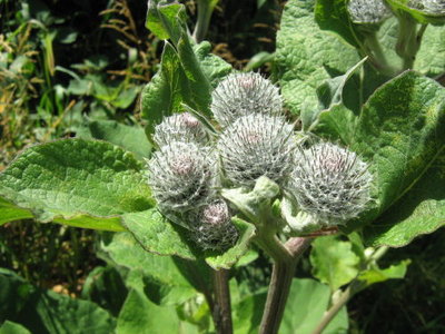 Łopian pajęczynowaty- Arctium tomentosum.jpg