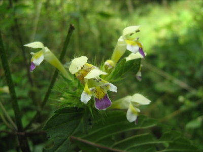 Poziewnik szorstki- Galeopsis tetrahit.jpg