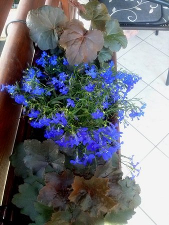 Lobelia stojąca 3.jpg