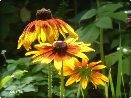 rudbekia12.JPG