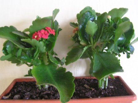 kalanchoe 2 razem.jpeg