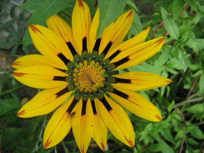 gazania.jpg