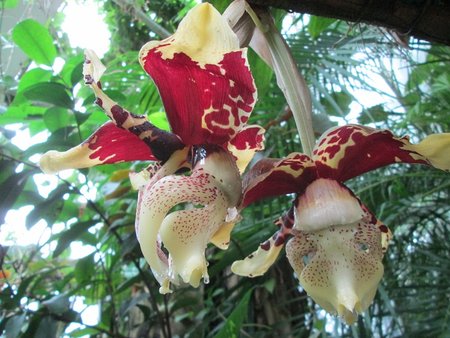 stanhopea.JPG