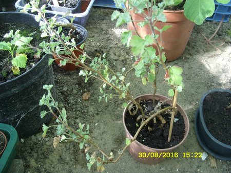 Pelargonia bonsai 1.JPG