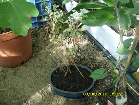 Pelargonia bonsai 2.JPG