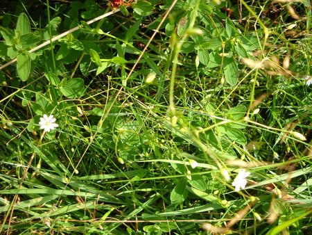 Gwiazdnica wielkokwiatowa (Stellaria holostea L.)..jpg