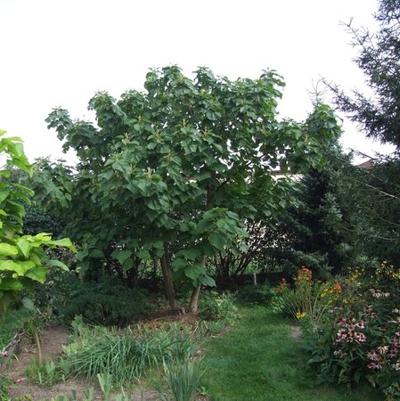 paulownia z daleka.jpg