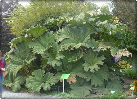 Gunnera.JPG