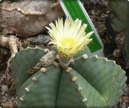 astrophytum2.JPG