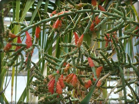 Cylindropuntia kleiniae.JPG