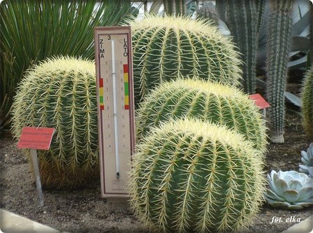 Echinocactus grusonii.JPG