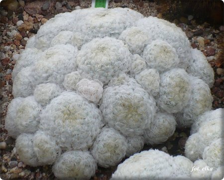 Mammillaria plumosa.JPG