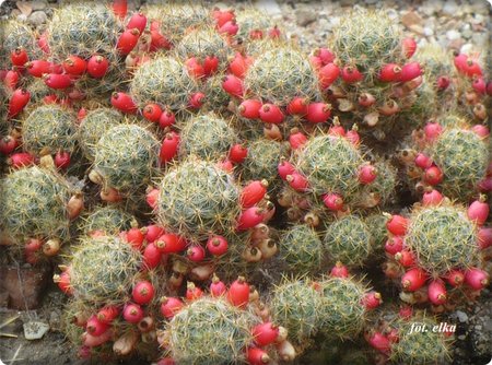 Mammillaria prolifera.JPG