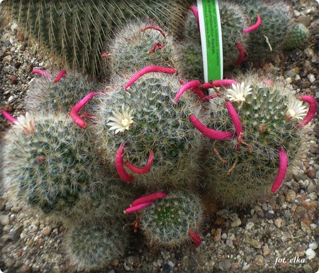 Mammillaria.JPG