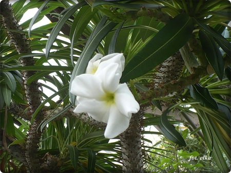 Pachypodium lamerei.JPG