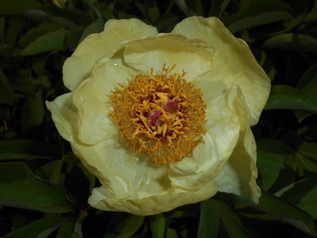 az Paeonia mlokosewitschii 2016-05-09 9704.jpg