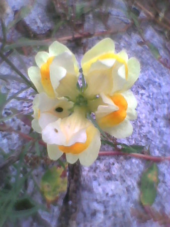 Lnica pospolita Linaria vulgaris.jpg