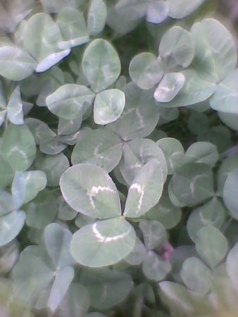 Koniczyna biała, koniczyna rozesłana Trifolium repens liście.jpg