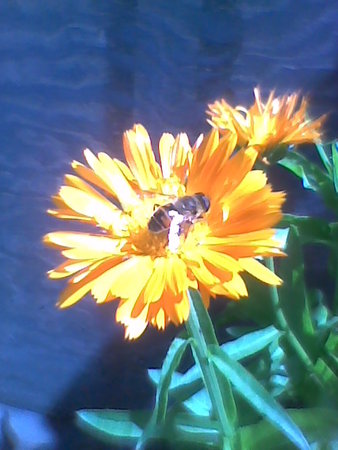 Nagietek, Nagietek lekarski – Calendula, Calendula officinalis.jpg