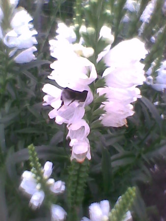 Odętka wirginijska - Physostegia virginiana.jpg