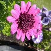 osteospermum_60511339961221.jpg