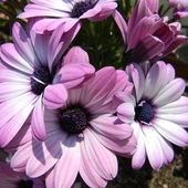 osteospermum-2_60511339961905.jpg