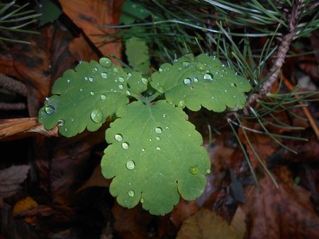 azGlistnik jaskolcze ziele 2016-11-08 4864.JPG