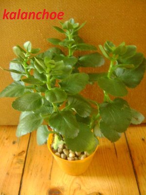 kalanchoe.JPG