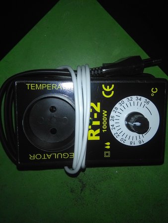 cyprysy i termoregulator 002.jpg