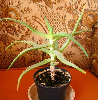 aloes.JPG