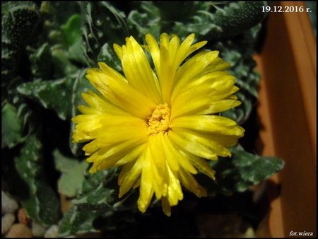 Faucaria tuberculosa.jpg