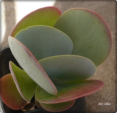 kalanchoe thyrsiflora.JPG