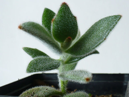 Kalanchoe tomentosa.jpg