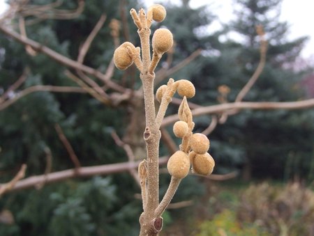 paulownia  pączki kwiatowe 11.16.jpg