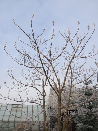 19.01.2017 paulownia.jpg